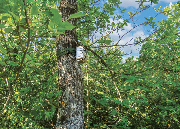 Protection des arbres  Ville de Genève - Site officiel